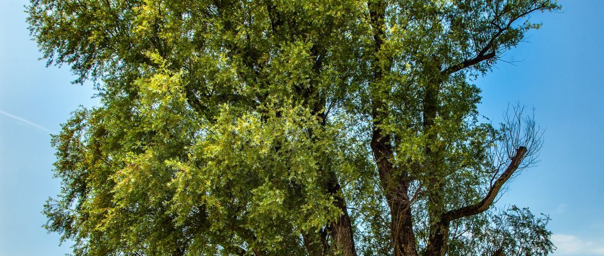 Silberweide Oberes Heuried Silberweide Oberes Heuried