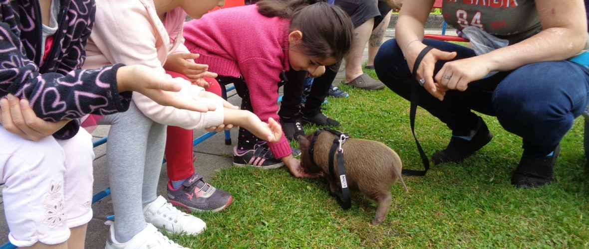Minihängebauchschwein Minihängebauchschwein
