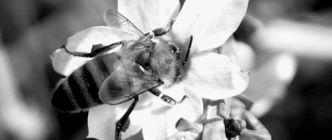 Biene