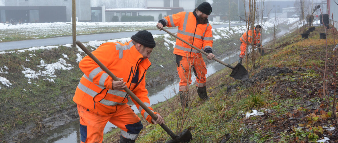 Grindekanal_Uferbepflanzung
