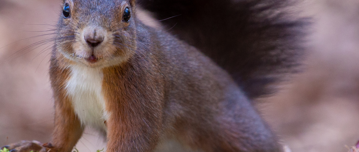 Peuckert Antje_Eichhörnchen