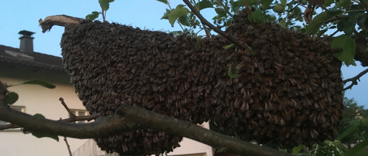 Bienenschwarm Bienenschwarm