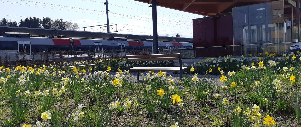 Narzissen Bahnhof Lustenau