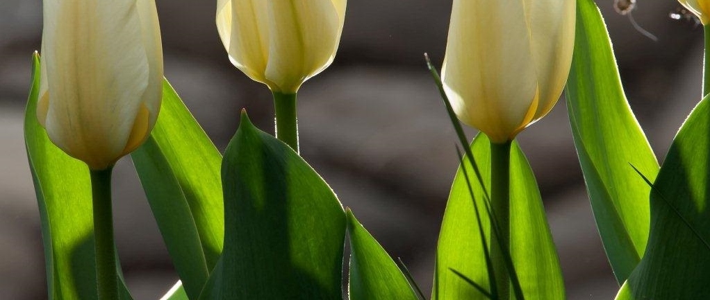 Tulpen