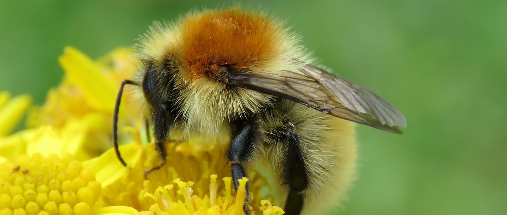 Bombus muscorum_c_Steven Falk Bombus muscorum_c_Steven Falk
