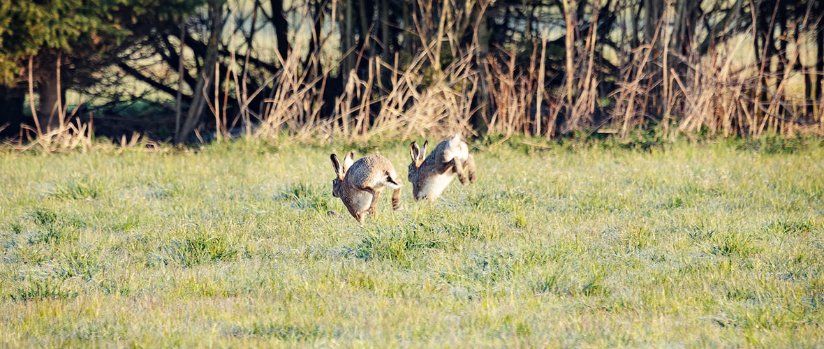 Auer Ried Tiere_©Lukas Hämmerle (9)