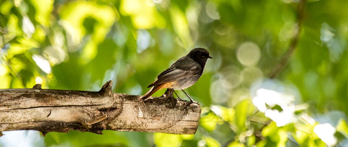 rotschwanz_©Lukas Hämmerle