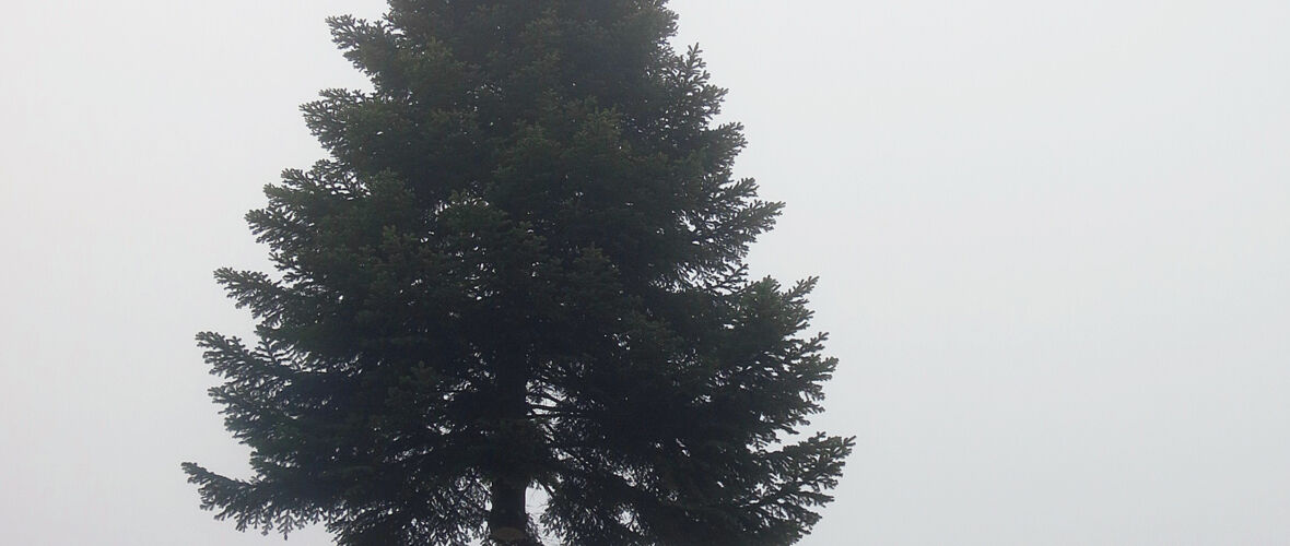 Christbaum 2018 (1)