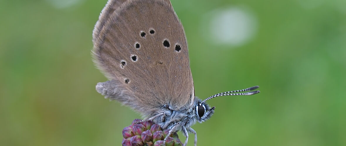 Naturschutzgebiet Gsieg - Obere Mähder