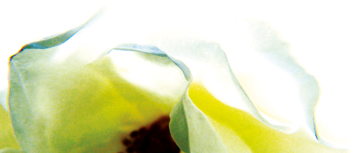 Rose1a