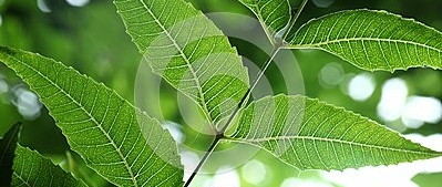 kräuter_dreamstime.com kräuter_dreamstime.com