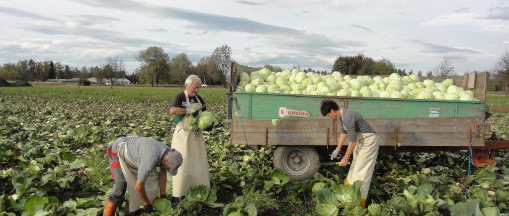 Kraut wird geerntet und gehobelt