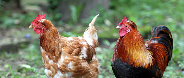 Vogelgrippe Vogelgrippe
