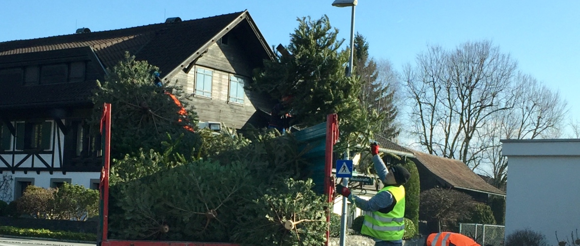 Abholung alter Christbaum_03