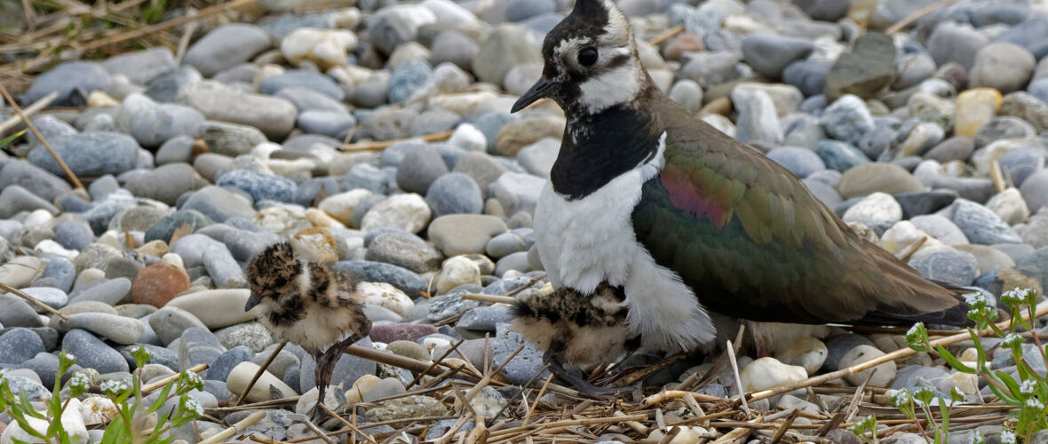 Foto3_Kiebitz_DSA0195_DxOjpg200502_c_die-nATurknipser.at