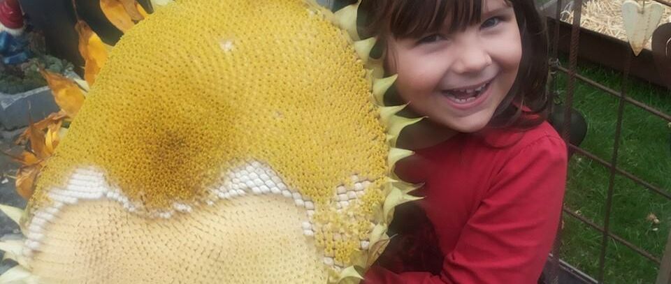 Sonnenblume