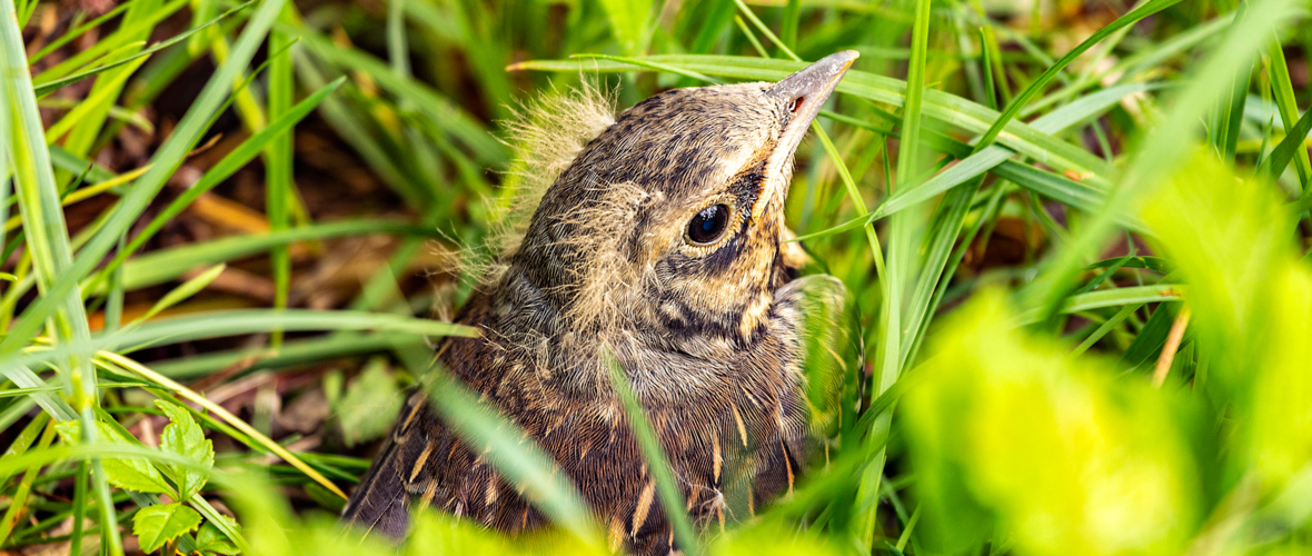 _O1A2376_wacholderdrossel jungvogel@lukas hämmerle _O1A2376_wacholderdrossel jungvogel@lukas hämmerle