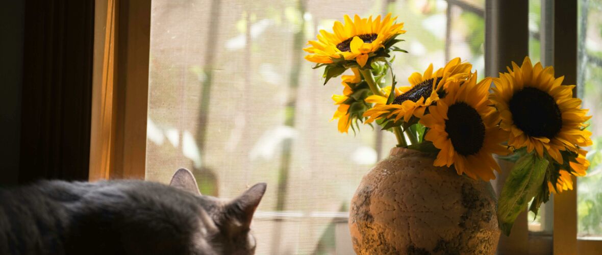 pexels-catscoming-674580