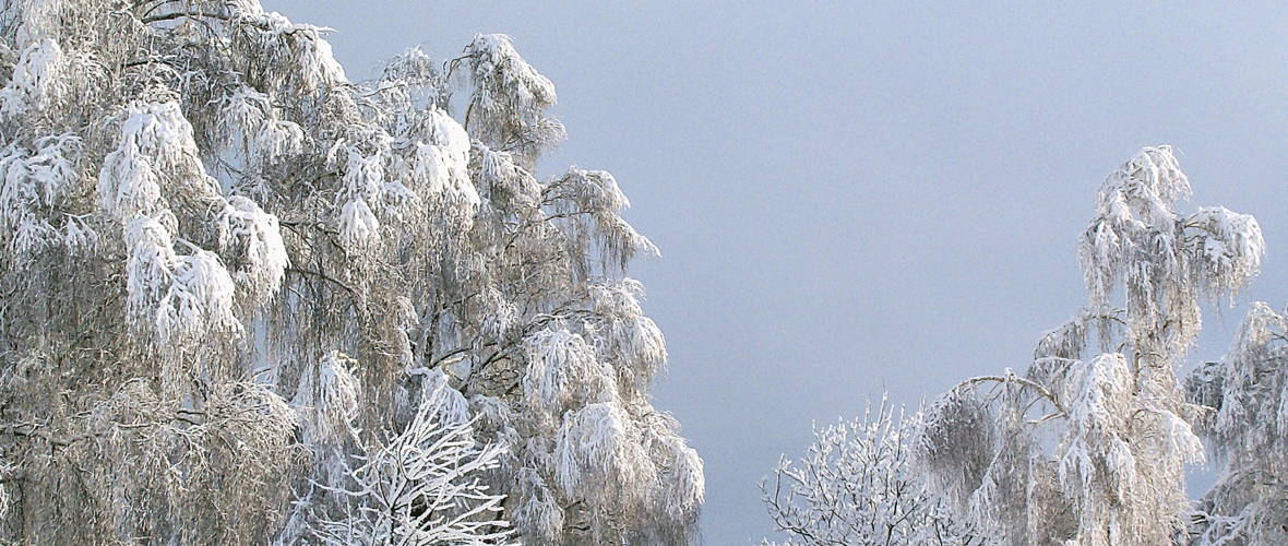 Foto Alfons Hagen Winterlandschaft im Auer Ried Lustenau