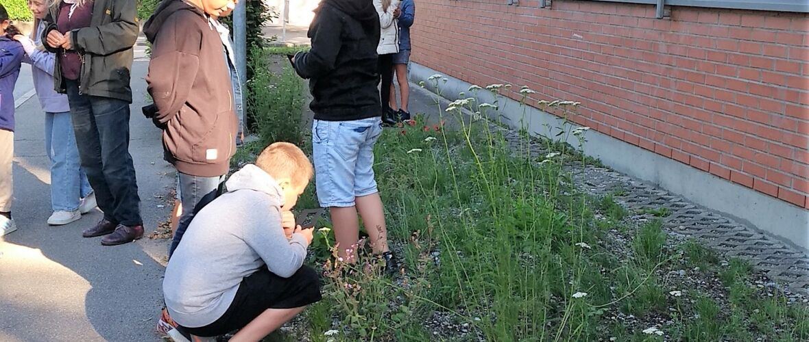 Beobachtungstag-VS-MS-Hasenfeld_Schmetterlingswiese_Ines Linke (3)