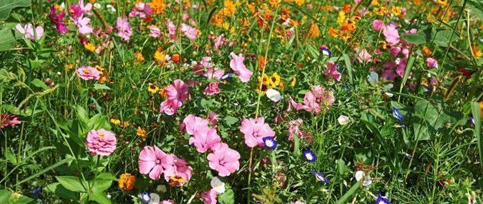 Blumenwiese Schmiedgasse
