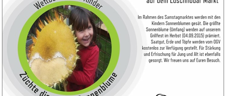 sonnenblumen säen sonnenblumen säen