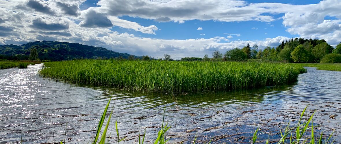 Foto 3 Auer Ried Biotop 06