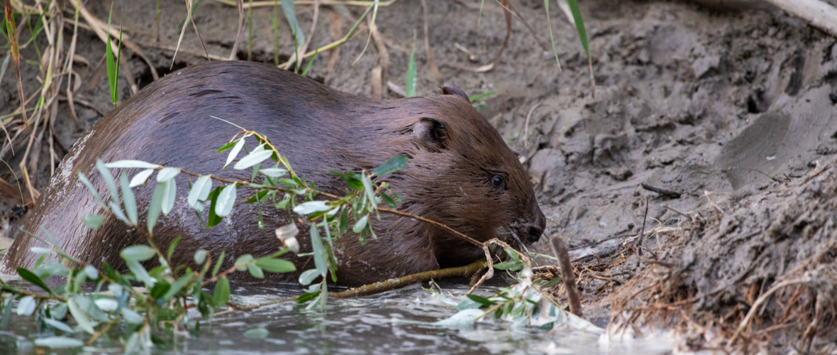 1 Biber sind Vegetarier 1 Biber sind Vegetarier