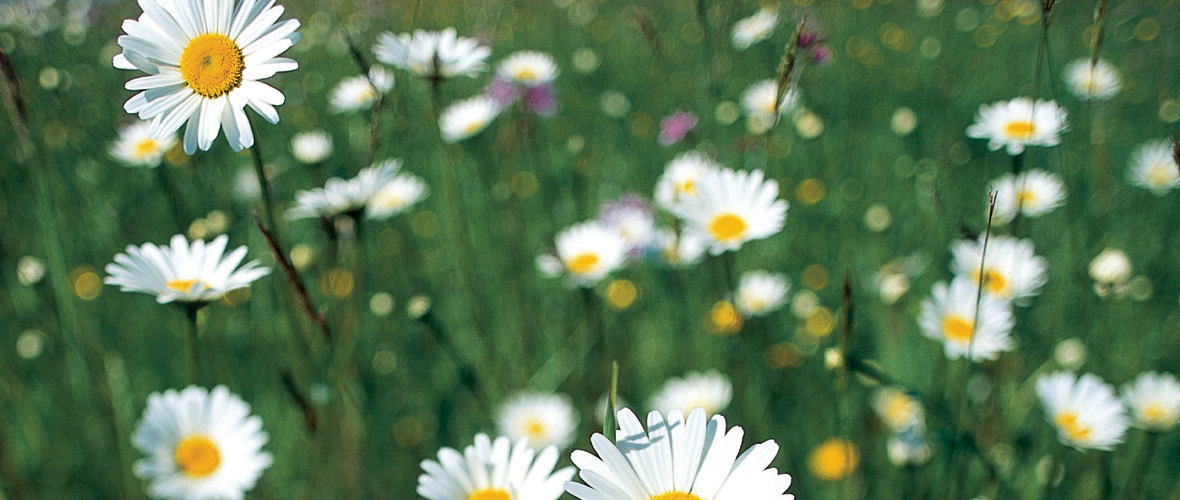 Natur