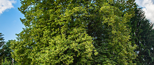 Winterlinde beim Wäldersteg im Sommer