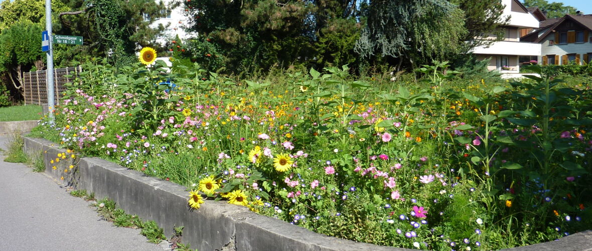 Blumenwiese Schmiedgasse04