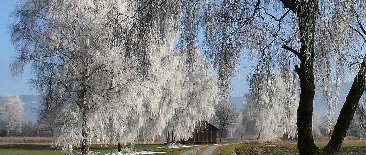 Rauhreif im Auer Ried