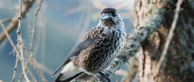 Vögel beobachten im Schweizer Riet