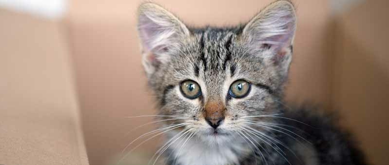 Kastrationspflicht für Katzen Kastrationspflicht für Katzen
