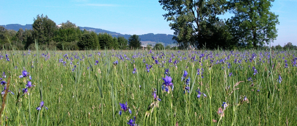 Irisblüte Obere Mähder_c) UMG Irisblüte Obere Mähder_c) UMG