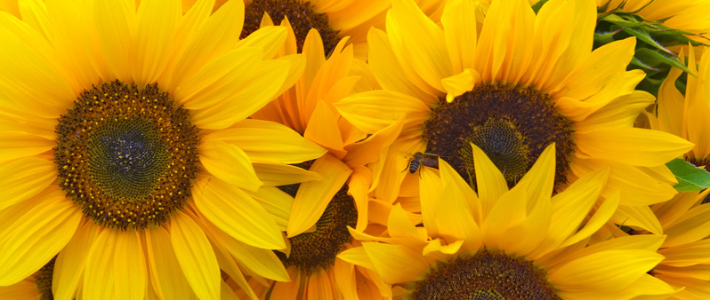 Sonnenblume