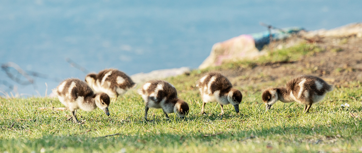 AlterRhein_Nilgänse_Frühling_LukasHämmerle (6)