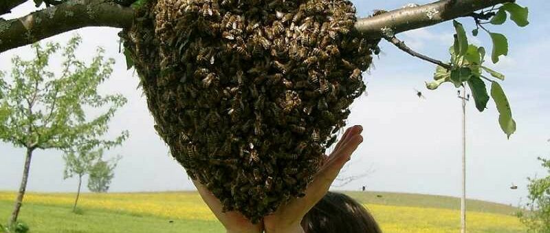 Bienenschwarm