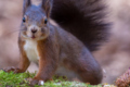 Peuckert Antje_Eichhörnchen