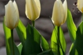 Tulpen