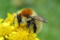 Bombus muscorum_c_Steven Falk