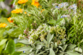 Kraeutermarkt_2019_Christian Grass (11)