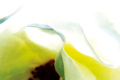 Rose1a