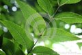 kräuter_dreamstime.com
