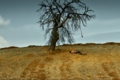 Film 2 Der wilde Birnbaum
