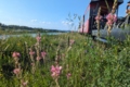 PXL_20240613_164301620.MP.jpg