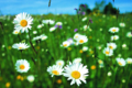 Natur