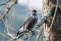 Vögel beobachten im Schweizer Riet
