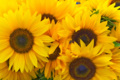 Sonnenblume