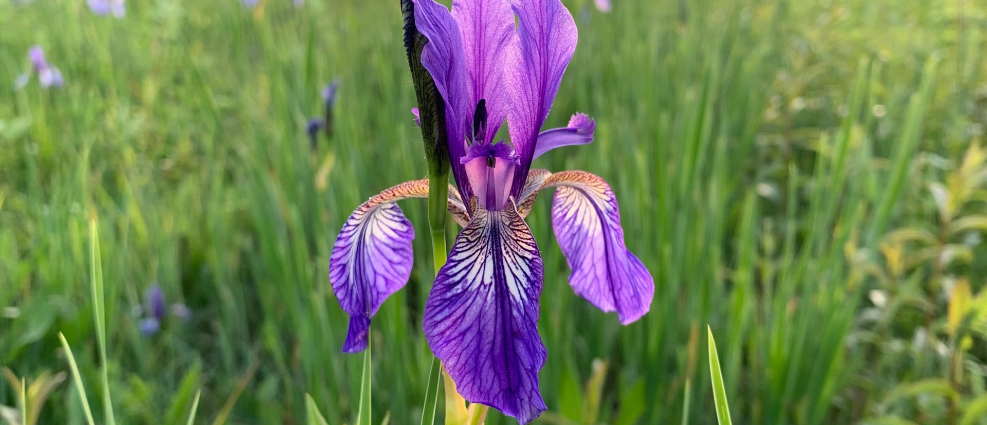 Irisblüte Obere Mähder (1)